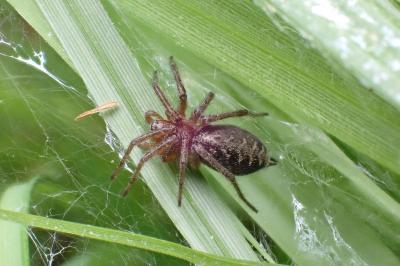 <i>Agelena labyrinthica</i>