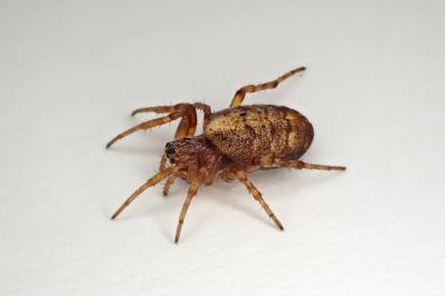 <i>Cercidia prominens</i>
