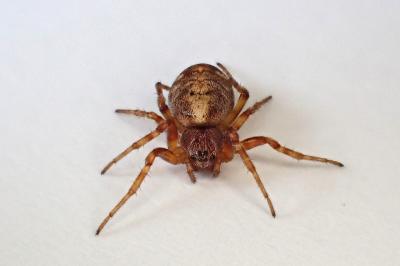 <i>Cercidia prominens</i>