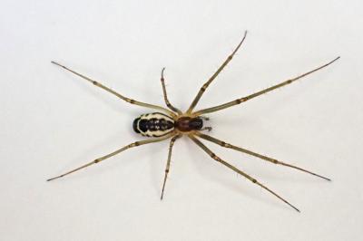 <i>Neriene radiata</i>