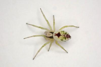 <i>Nigma puella</i>
