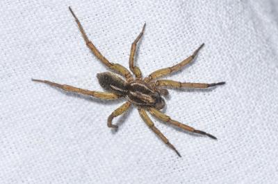 <i>Trochosa</i>