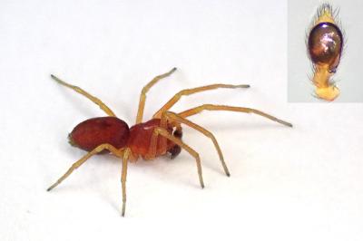 <i>Nigma flavescens</i>