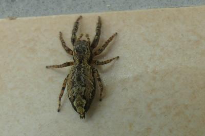 <i>Marpissa muscosa</i>