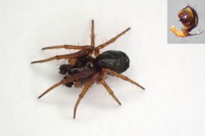<i>Hypsosinga pygmaea</i>