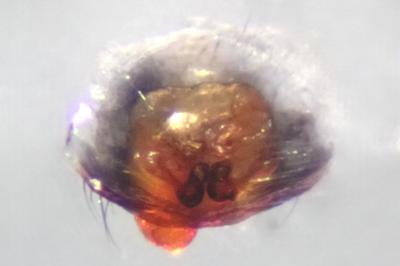 <i>Heliophanus cupreus</i>