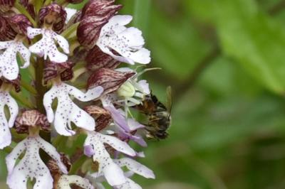 <i>Misumena vatia</i>