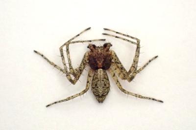 <i>Tmarus stellio</i>