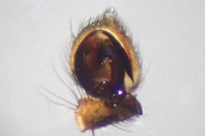 <i>Tmarus stellio</i>