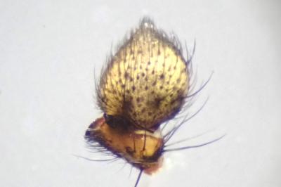 <i>Tmarus stellio</i>