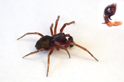 <i>Dictyna uncinata</i>