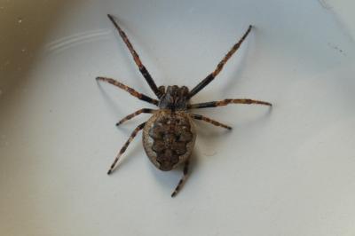 <i>Nuctenea umbratica</i>