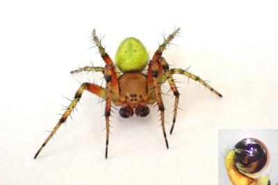 <i>Araniella cucurbitina</i>