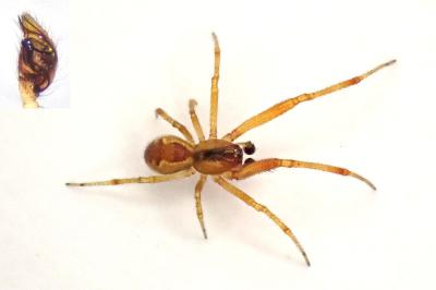 <i>Anelosimus vittatus</i>