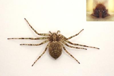 <i>Philodromus buxi</i>