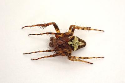 <i>Gibbaranea gibbosa</i>