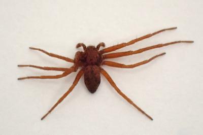 <i>Pulchellodromus pulchellus</i>