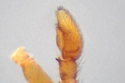 <i>Pulchellodromus pulchellus</i>