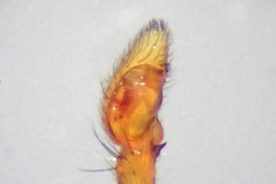 <i>Pulchellodromus pulchellus</i>
