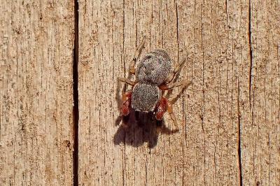<i>Ballus rufipes</i>
