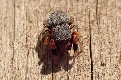 <i>Ballus rufipes</i>