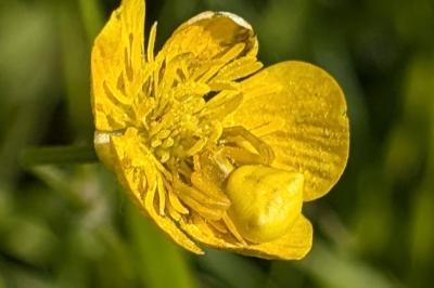 <i>Thomisus onustus</i>