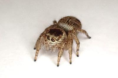 <i>Evarcha arcuata</i>