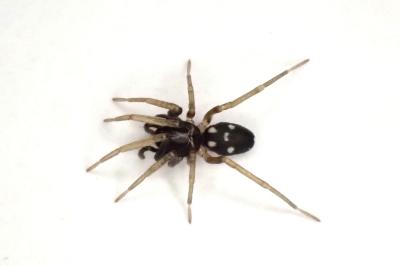 <i>Phrurolithus festivus</i>