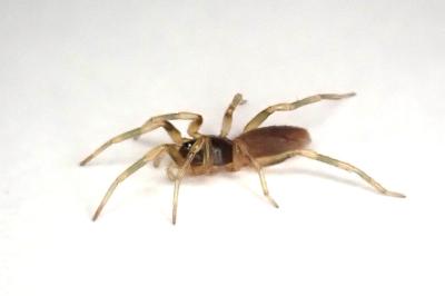 <i>Harpactea hombergi</i>