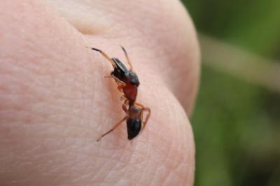 <i>Myrmarachne formicaria</i>