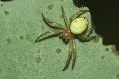 <i>Araniella opisthographa</i>