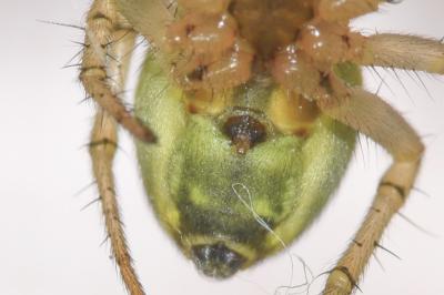 <i>Araniella opisthographa</i>