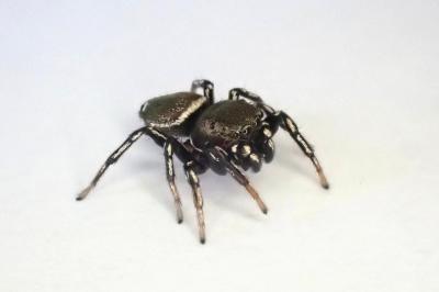 <i>Heliophanus tribulosus</i>