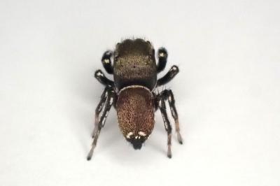<i>Heliophanus tribulosus</i>