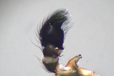 <i>Heliophanus tribulosus</i>