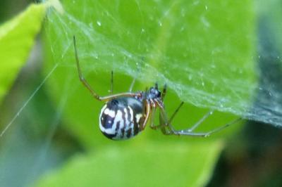 <i>Frontinellina frutetorum</i>