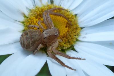 <i>Xysticus</i>