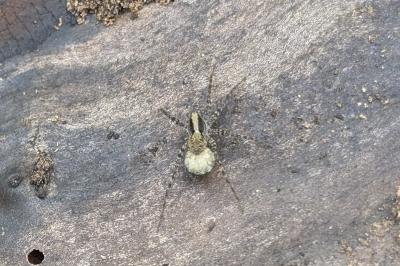 <i>Pardosa</i>