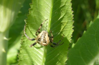 <i>Larinioides</i>