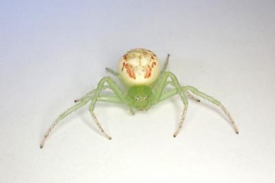 <i>Diaea dorsata</i>