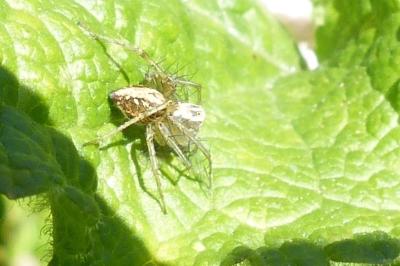 <i>Oxyopes</i>