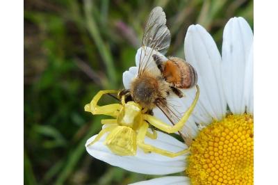 <i>Thomisus onustus</i>