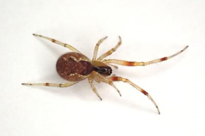 <i>Anelosimus vittatus</i>