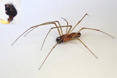 <i>Neriene radiata</i>