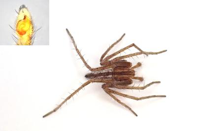 <i>Tibellus oblongus</i>