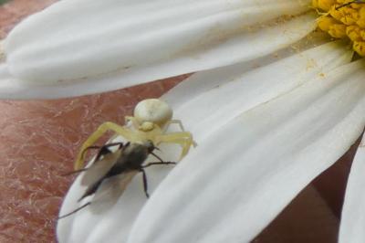 <i>Misumena vatia</i>