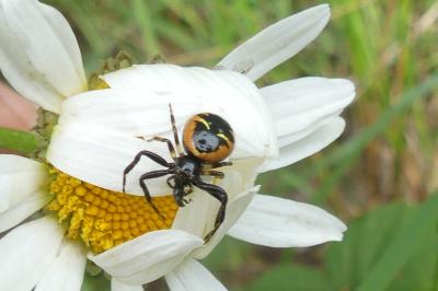 <i>Synema globosum</i>