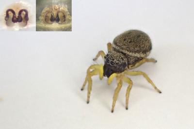 <i>Heliophanus flavipes</i>