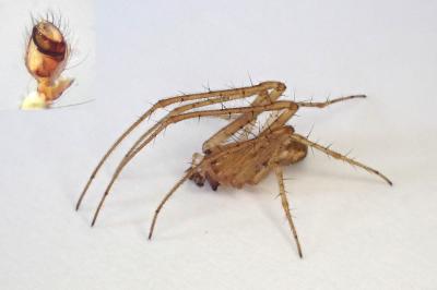 <i>Metellina mengei</i>
