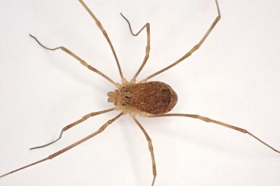 <i>Rilaena triangularis</i>